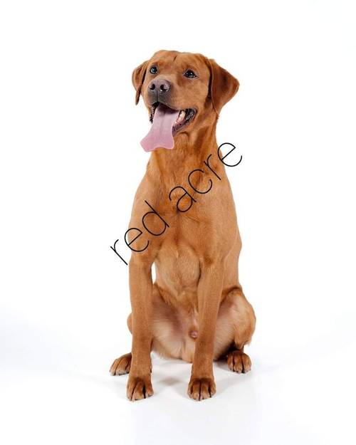 Beautiful Golden labrador female 3 years old for sale in Littleport, Cambridgeshire - Image 3
