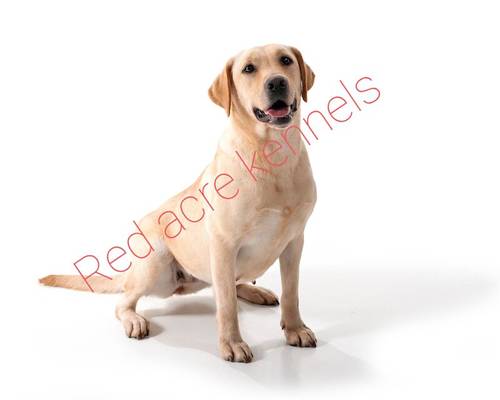 Beautiful Golden labrador female 3 years old for sale in Littleport, Cambridgeshire - Image 4