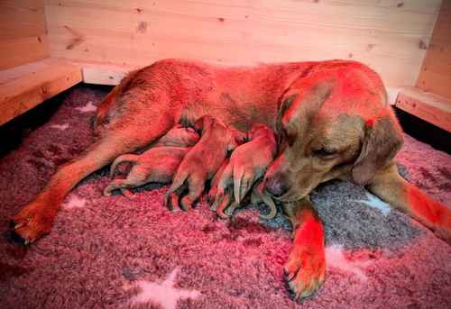 KC Reg Fox Red Lab Pups - Litter Due 23rd June for sale in Conisbrough, South Yorkshire