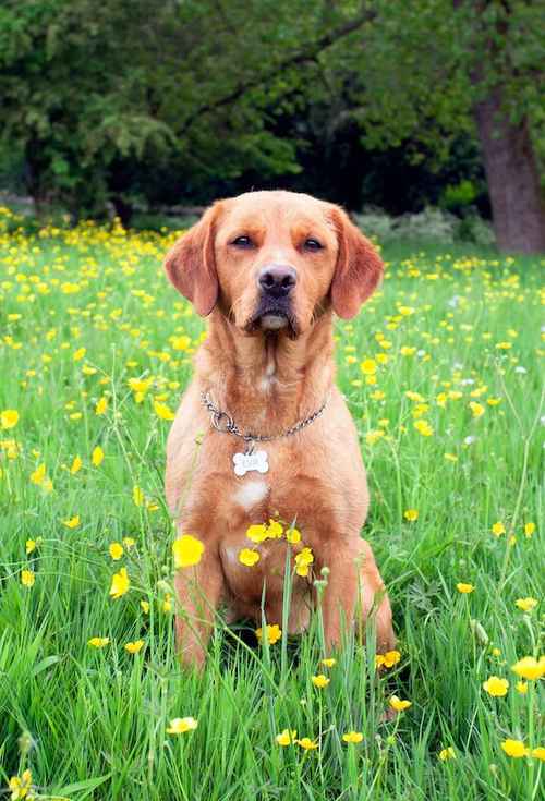 KC Reg Fox Red Lab Pups - Litter Due 23rd June for sale in Conisbrough, South Yorkshire