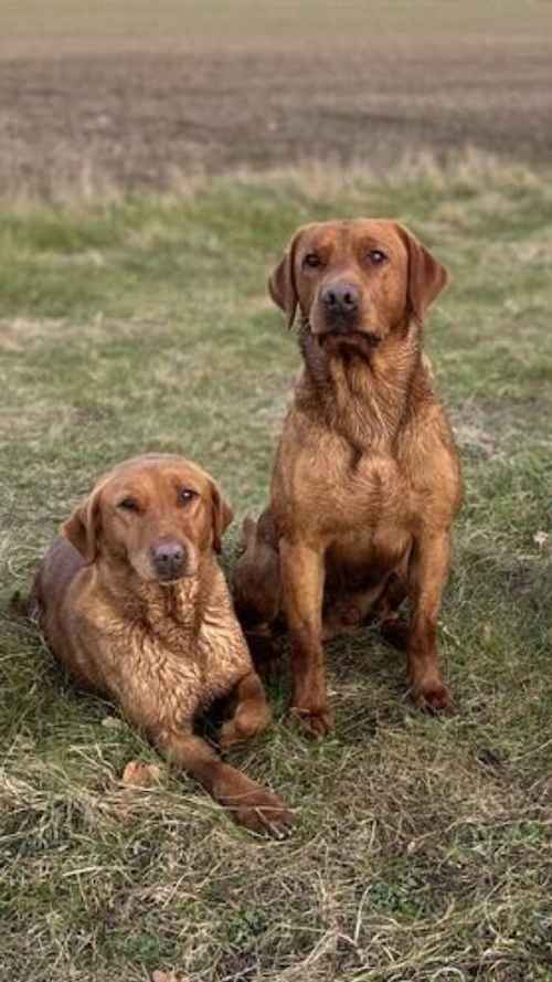 Kc reg fox red labrador for sale in Eye, Suffolk