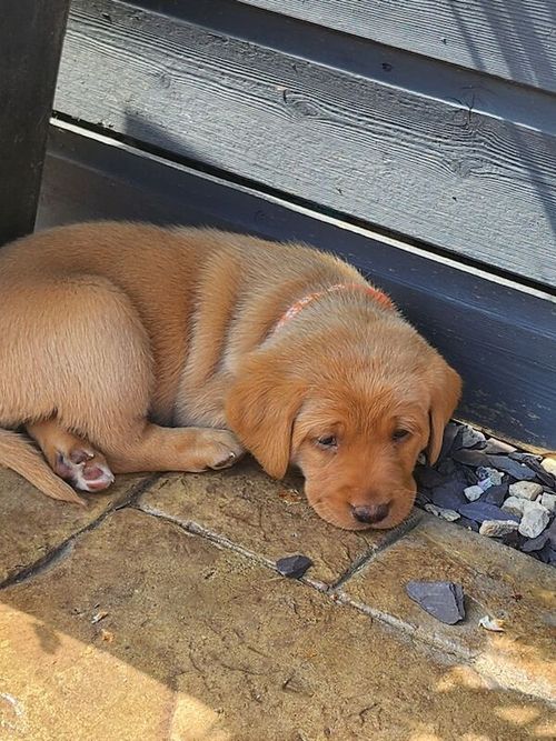 KC Reg Fox Red Labrador Puppies for sale in Mold / Yr Wyddgrug, Clwyd