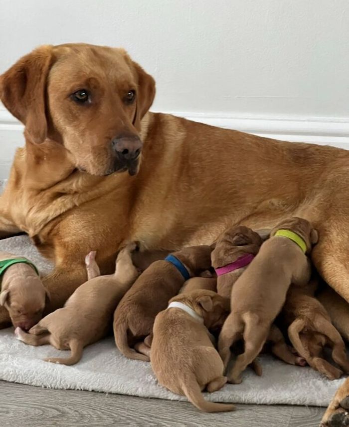 Labrador Retriever puppies for sale in East Lothian – KC registered, 5 weeks old