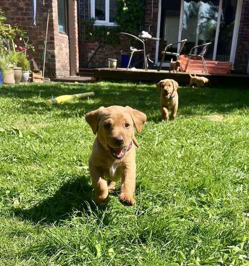 KC REG FOX RED LABRADORS for sale in Crosby, Merseyside