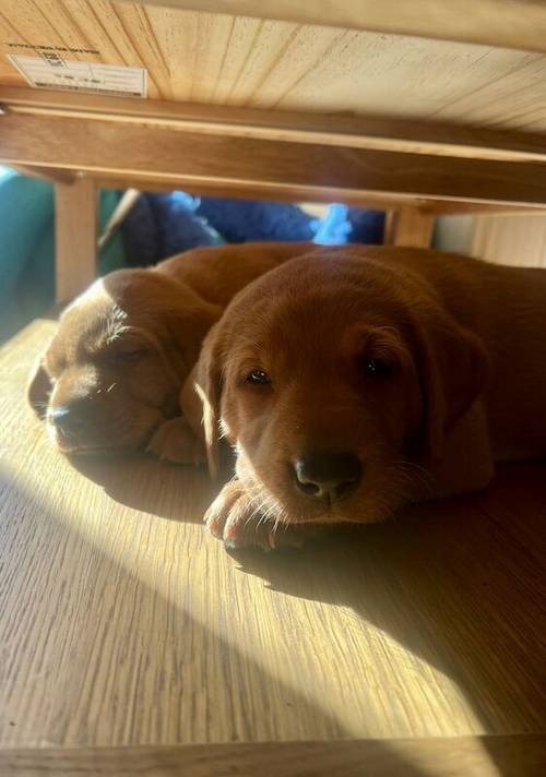 KC REG FOX RED LABRADORS for sale in Crosby, Merseyside - Image 2