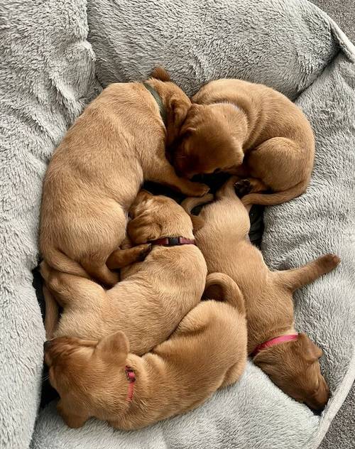 KC REG FOX RED LABRADORS for sale in Crosby, Merseyside - Image 3