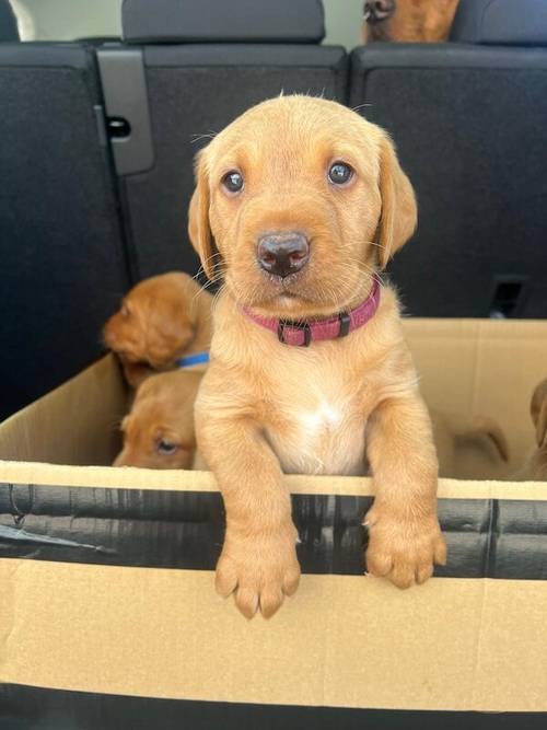 KC REG FOX RED LABRADORS for sale in Crosby, Merseyside - Image 4