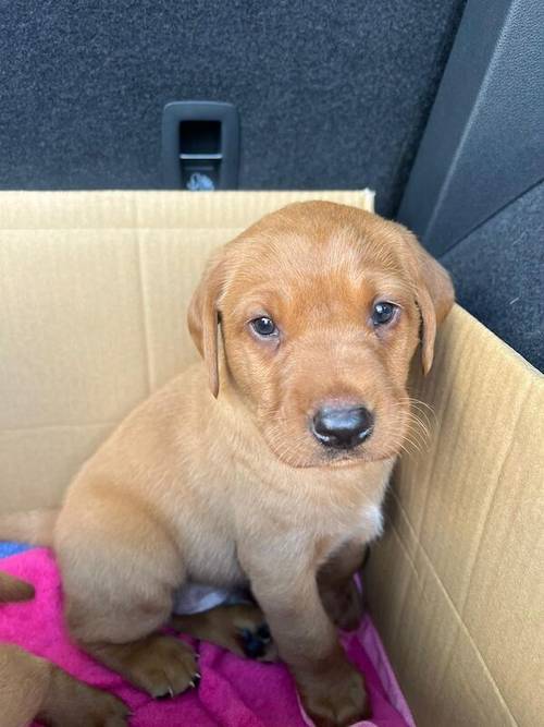 KC REG FOX RED LABRADORS for sale in Crosby, Merseyside - Image 5