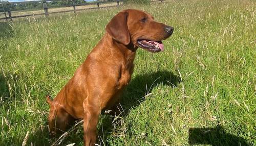 KC REG FOX RED LABRADORS for sale in Crosby, Merseyside - Image 6