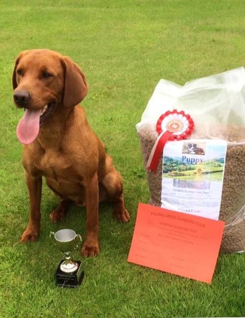 KC REG FOX RED LABRADORS for sale in Crosby, Merseyside - Image 8