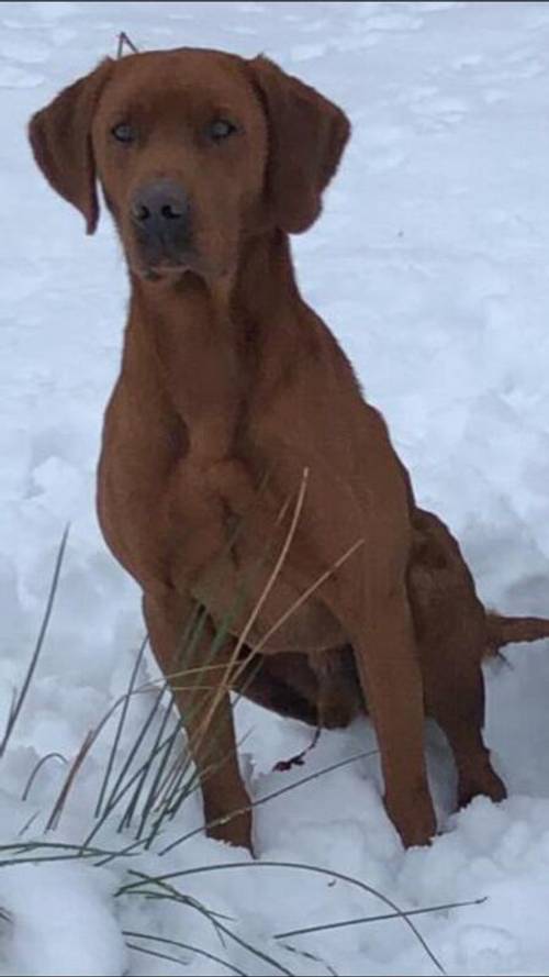 KC REG FOX RED LABRADORS for sale in Crosby, Merseyside - Image 9