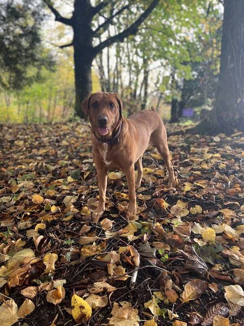 KC REG FOX RED LABRADORS for sale in Crosby, Merseyside - Image 10