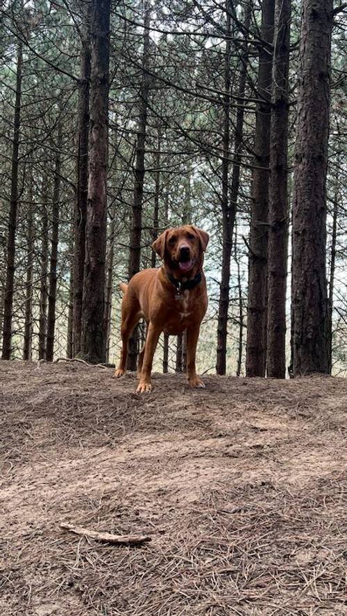 KC REG FOX RED LABRADORS for sale in Crosby, Merseyside - Image 11