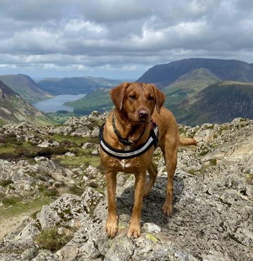 KC REG FOX RED LABRADORS for sale in Crosby, Merseyside - Image 12