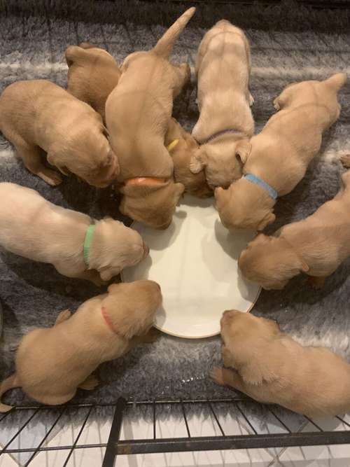 Kc reg fox red Labradors all available for sale in Cheshire