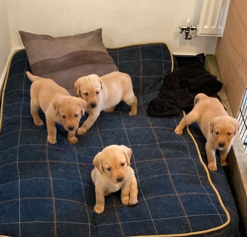 KC reg FoxRed/Yellow lab puppies for sale in Crawley, West Sussex