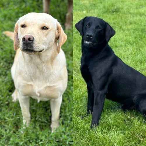 Black KC REG FTCH Pedigree Labrador puppies for sale in Doddington, Cambridgeshire