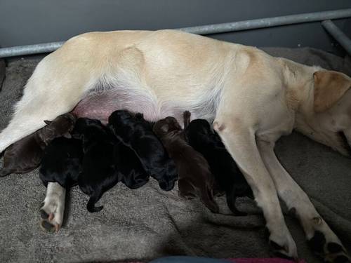 Black KC REG FTCH Pedigree Labrador puppies for sale in Doddington, Cambridgeshire - Image 2