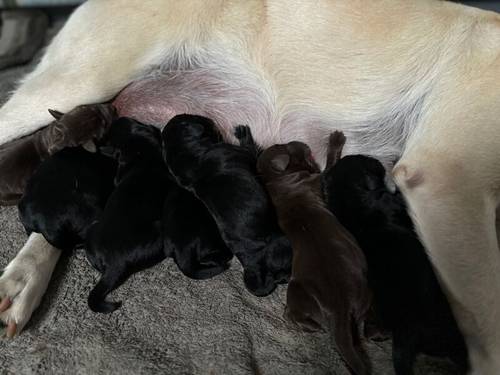 Black KC REG FTCH Pedigree Labrador puppies for sale in Doddington, Cambridgeshire - Image 3