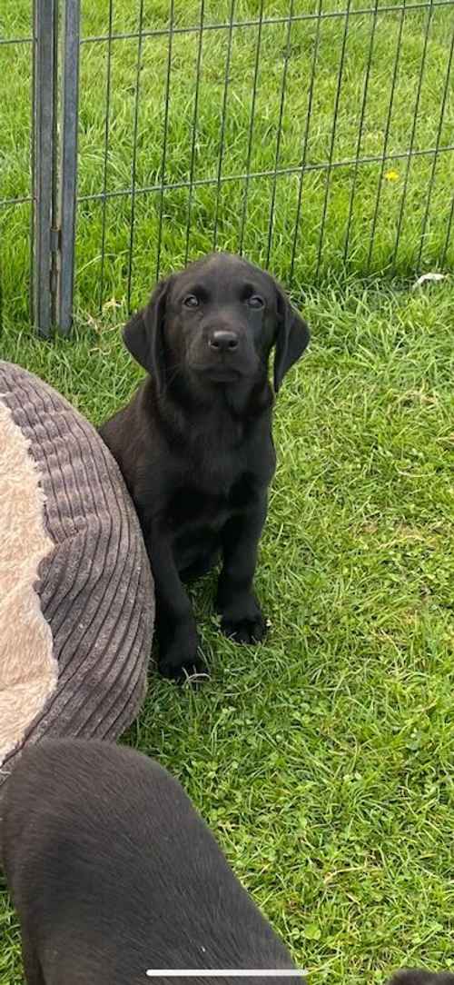 KC reg FTCH sired black lab pups for sale in Northallerton, North Yorkshire
