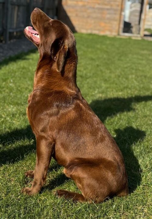 KC Reg Fully Health Tested 0/0 Hips Stud for sale in March, Cambridgeshire