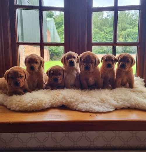 KC Reg Fully Health Tested Darkest Fox Red Labrador Retriever Puppies for sale in Retford, Nottinghamshire