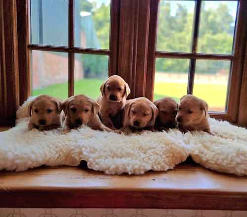 Kc Reg Fully Health Tested Darkest Fox Red Labrador Retriever Puppies for sale in Retford, Nottinghamshire