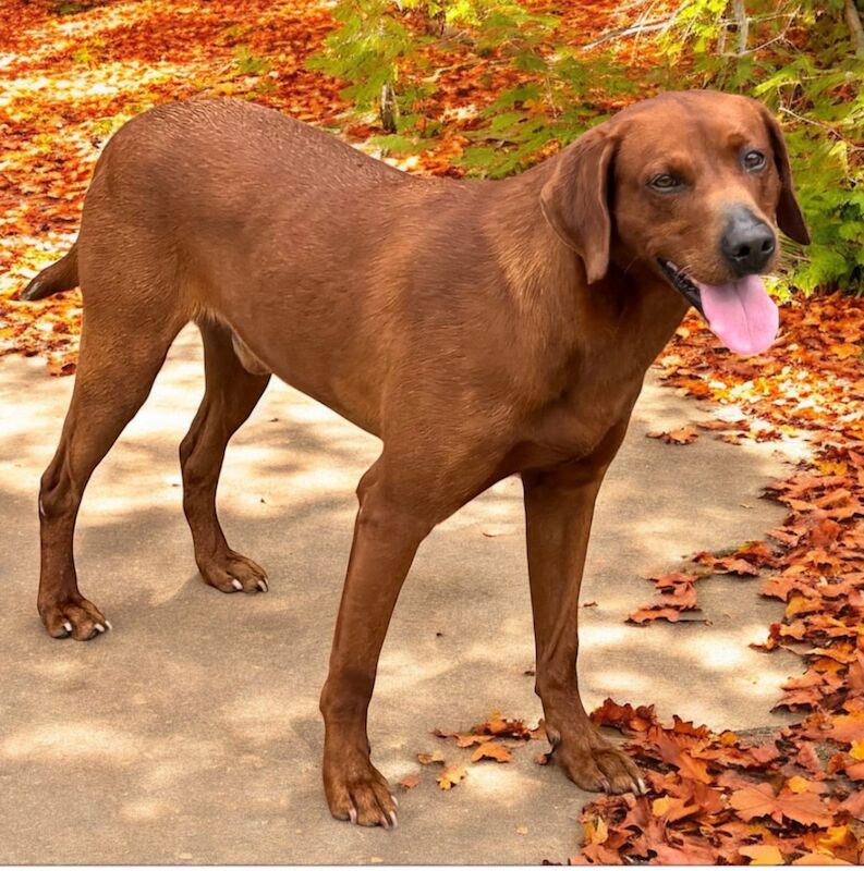 KC reg fully health tested Labrador Stud 
