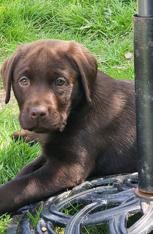 KC reg, fully health tested, vet checked chocolate pups, ready now for sale in Lockerbie, Dumfries