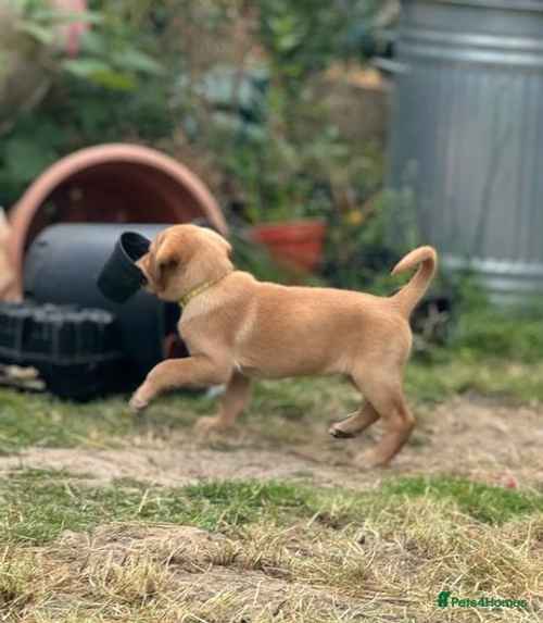 KC Reg Golden Labradors for sale in Ticehurst, East Sussex