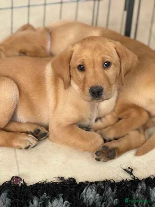 FTCH KC Reg Golden Labradors for sale in Ticehurst, East Sussex