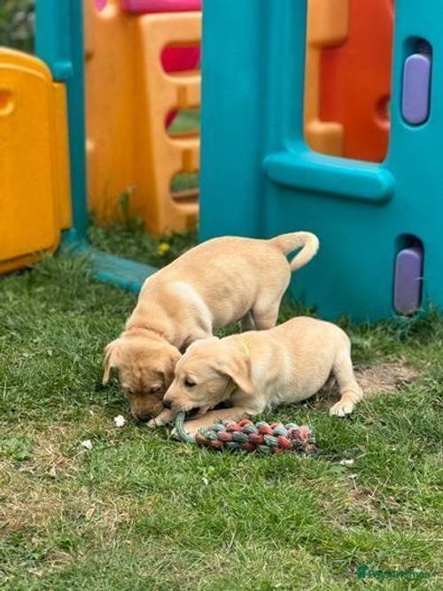 FTCH KC Reg Golden Labradors for sale in Ticehurst, East Sussex - Image 4