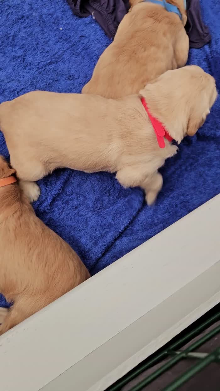 Golden Retriever puppies for sale in Chelmsford, Essex – KC registered, 3 weeks old