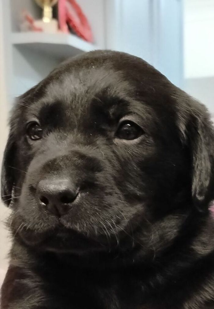 Labrador Retriever puppies for sale in Christchurch, Dorset – KC registered, 5 days old