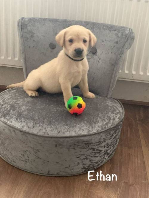 KC Reg HEALTH TESTED Yellow White Labrador Puppies for sale in Manchester, Greater Manchester - Image 1