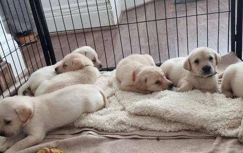 KC Reg HEALTH TESTED Yellow White Labrador Puppies for sale in Manchester, Greater Manchester - Image 2