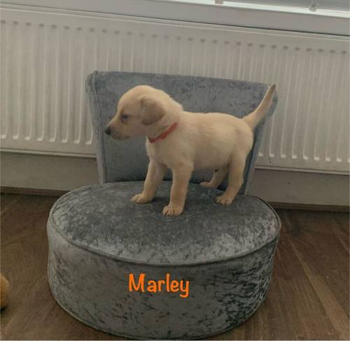 KC Reg HEALTH TESTED Yellow White Labrador Puppies for sale in Manchester, Greater Manchester - Image 3