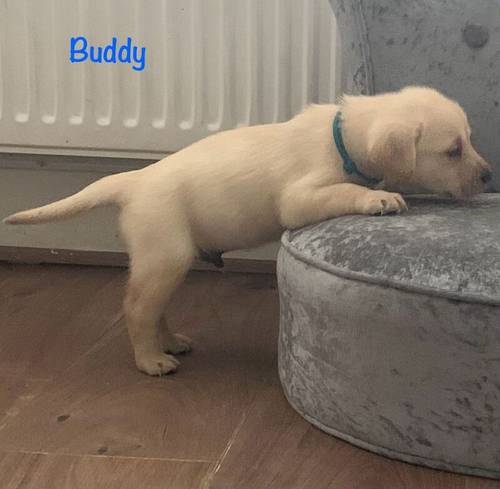 KC Reg HEALTH TESTED Yellow White Labrador Puppies for sale in Manchester, Greater Manchester - Image 4