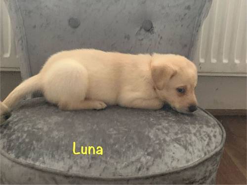 KC Reg HEALTH TESTED Yellow White Labrador Puppies for sale in Manchester, Greater Manchester - Image 6