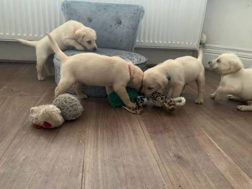 KC Reg HEALTH TESTED Yellow White Labrador Puppies for sale in Manchester, Greater Manchester - Image 7