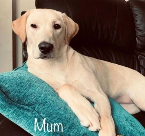 KC Reg HEALTH TESTED Yellow White Labrador Puppies for sale in Manchester, Greater Manchester - Image 10