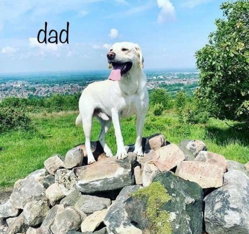 KC Reg HEALTH TESTED Yellow White Labrador Puppies for sale in Manchester, Greater Manchester - Image 11