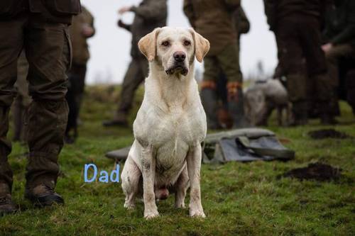 KC Reg HEALTH TESTED Yellow White Labrador Puppies for sale in Manchester, Greater Manchester - Image 12