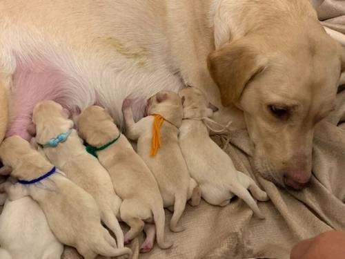 KC Reg HEALTH TESTED Yellow White Labrador Puppies for sale in Manchester, Greater Manchester - Image 13