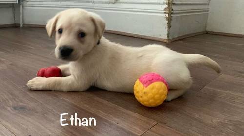 KC Reg HEALTH TESTED Yellow White Labrador Puppies for sale in Manchester, Greater Manchester - Image 14