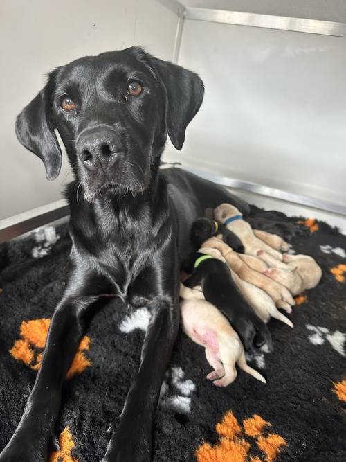 KC reg lab pups for sale in Northolt, Ealing, Greater London - Image 1