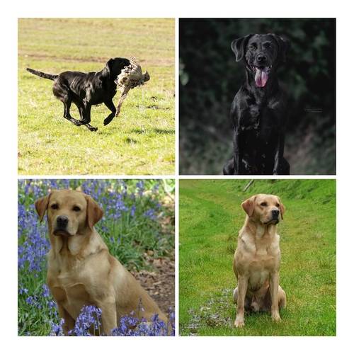 KC reg lab pups for sale in Northolt, Ealing, Greater London - Image 3