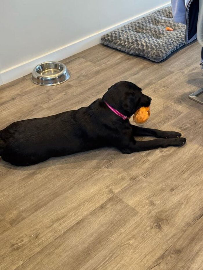 Kc reg Labrador puppies for sale in Peterborough, Cambridgeshire