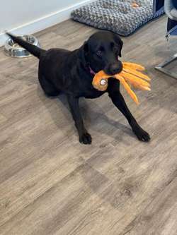 Kc reg Labrador puppies for sale in Peterborough, Cambridgeshire | Image 2