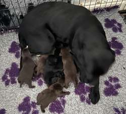Kc reg Labrador puppies for sale in Peterborough, Cambridgeshire | Image 3